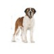 Royal Canin Giant Adult – Hrană Uscată pentru Câini Adulți de Talie Gigantă – 15 kg